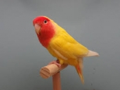 Agapornis roseicollis Lutino mutatie